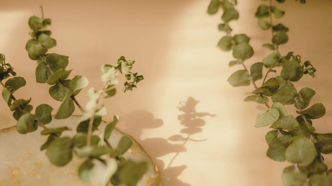 What is Lyocell? - Ceres Monae