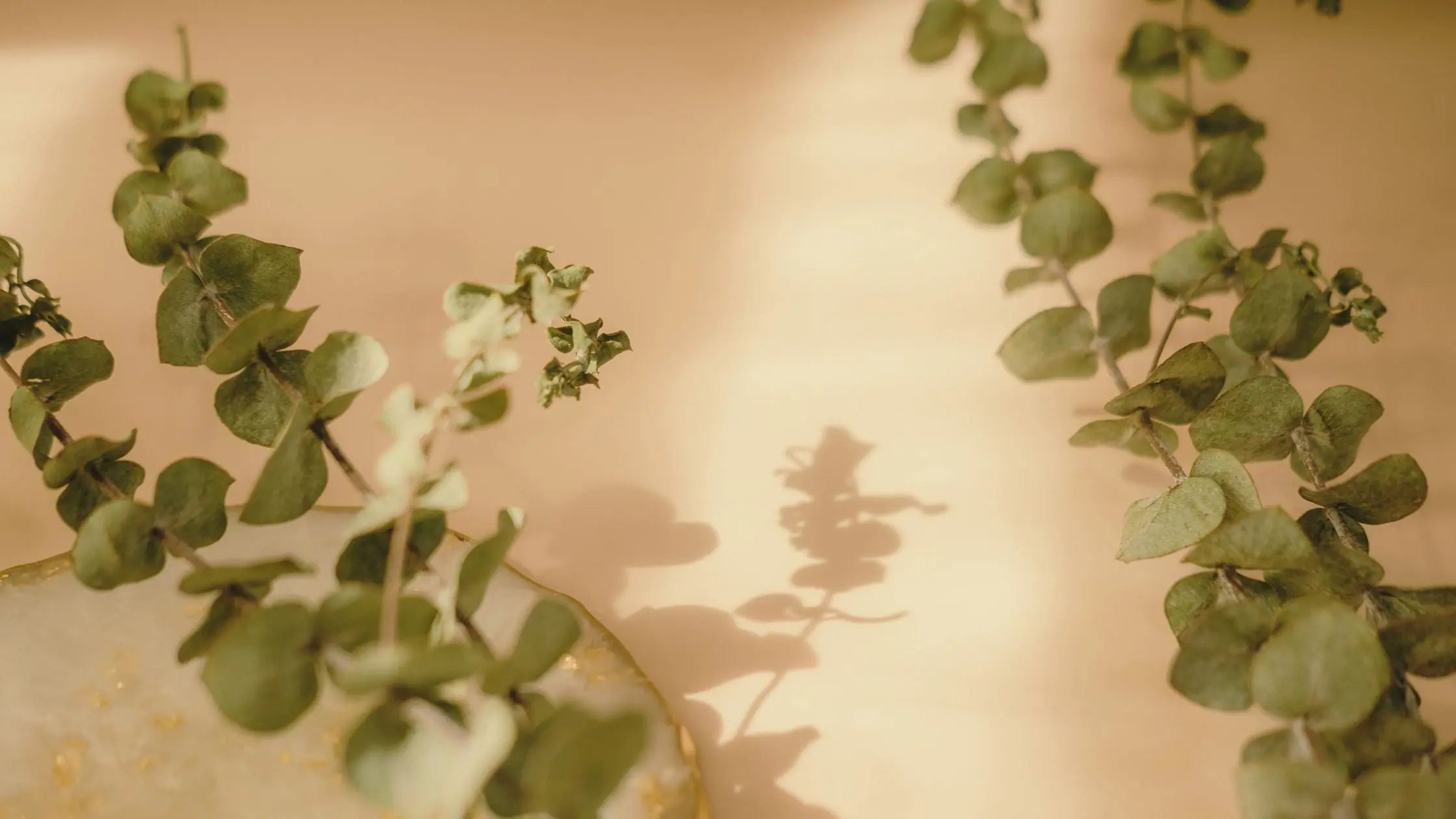 What is Lyocell? - Ceres Monae